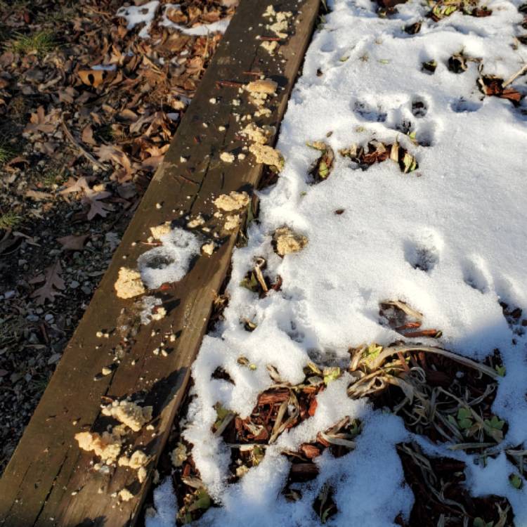plant image 1645100