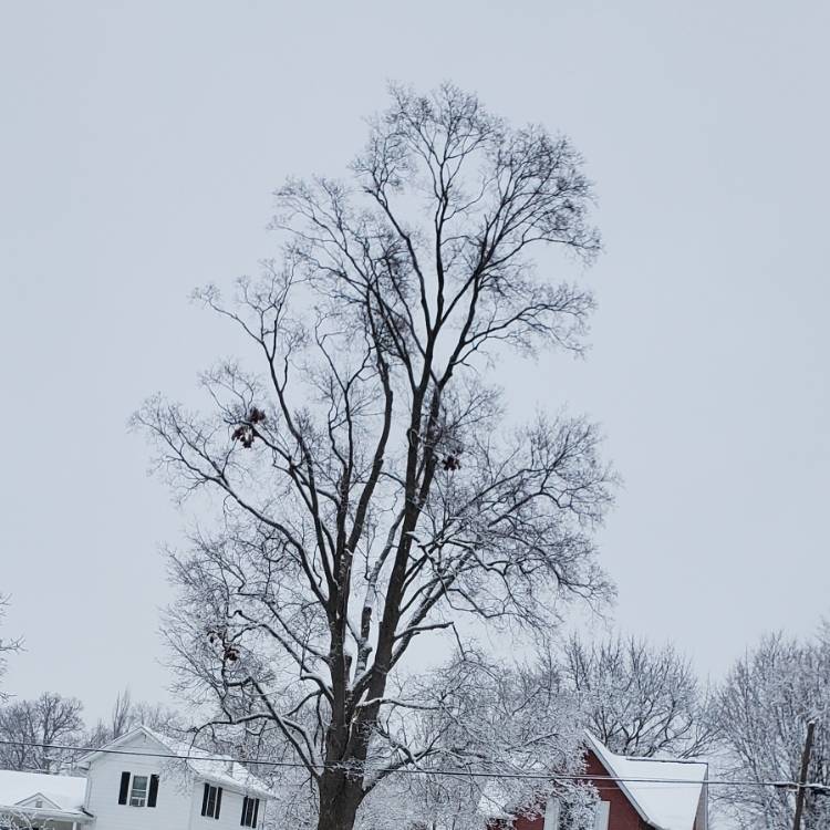 plant image 1645176