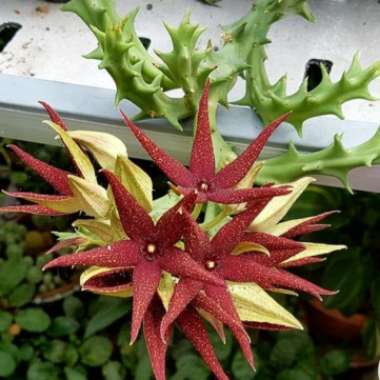 Orbea Lutea ssp.
