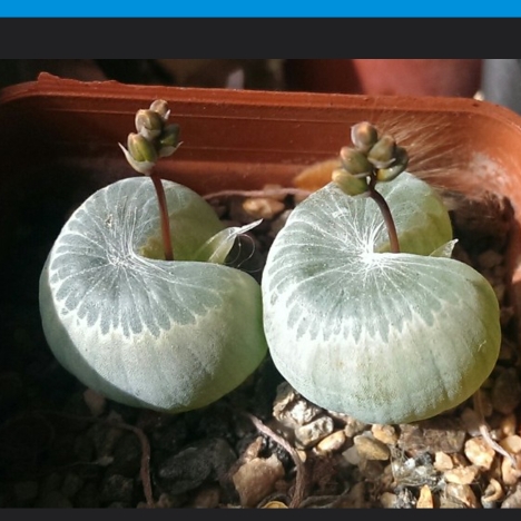 plant image 1645626