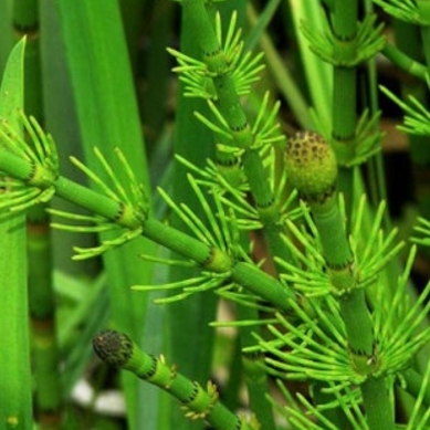 plant image 1646765