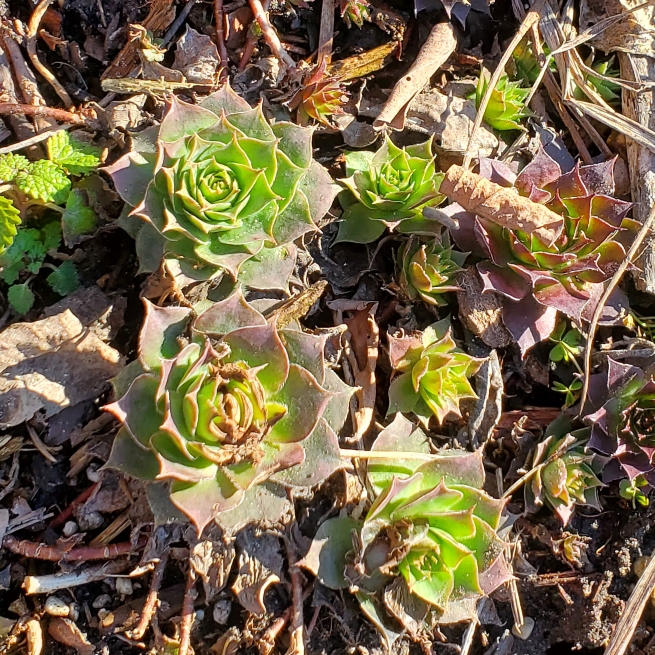 plant image 1647433 plant image 1647433
