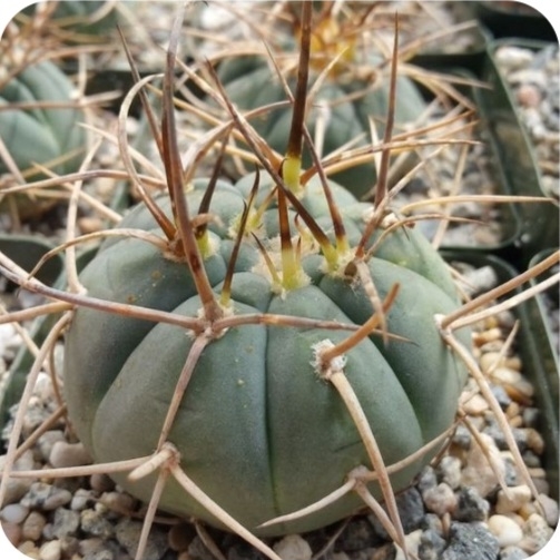Plant image Gymnocalycium cardenasianum
