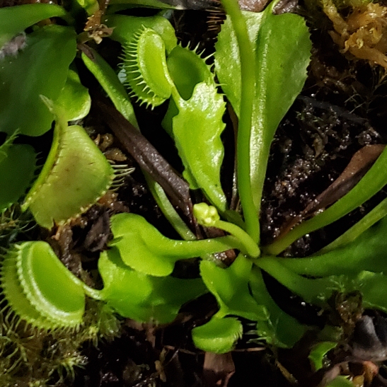 plant image 1648650 plant image 1648650