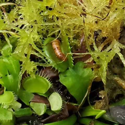 plant image 1648735 plant image 1648735