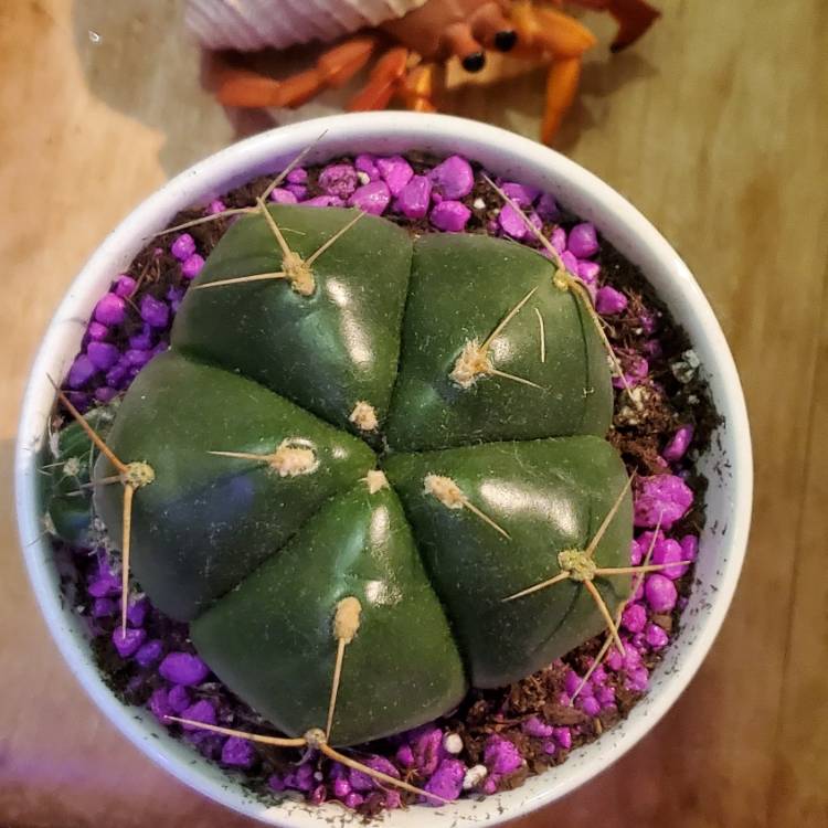plant image 1650181