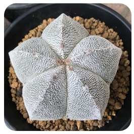 Plant image Astrophytum Myrostigma cv. Onzuka