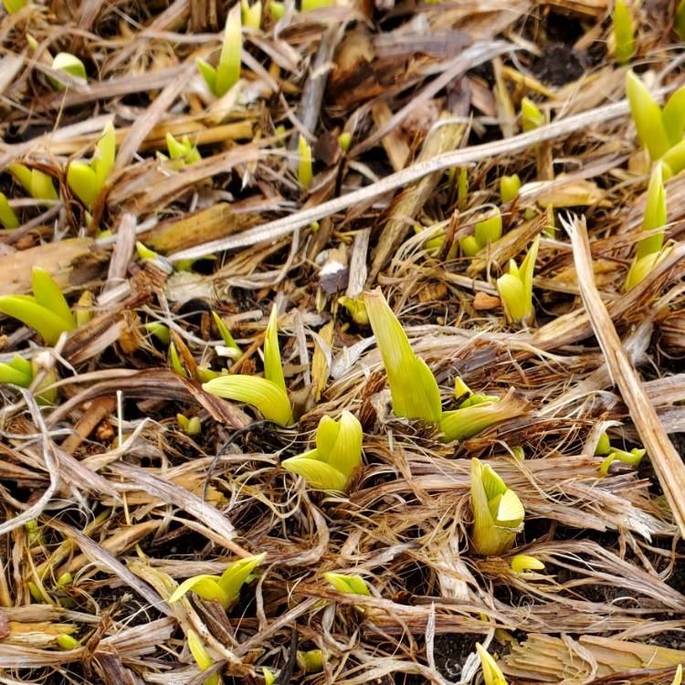 plant image 1651939 plant image 1651939
