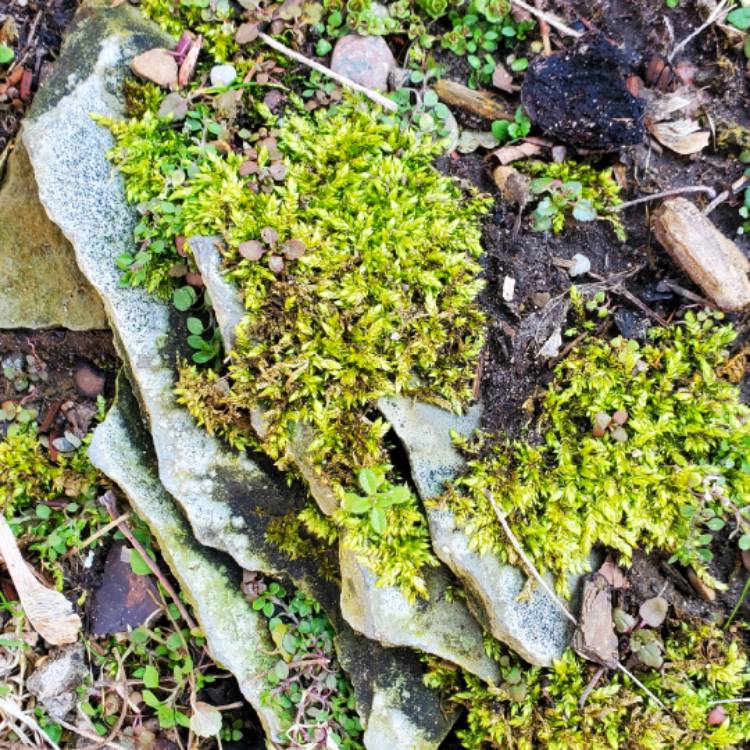 plant image 1653669 plant image 1653669