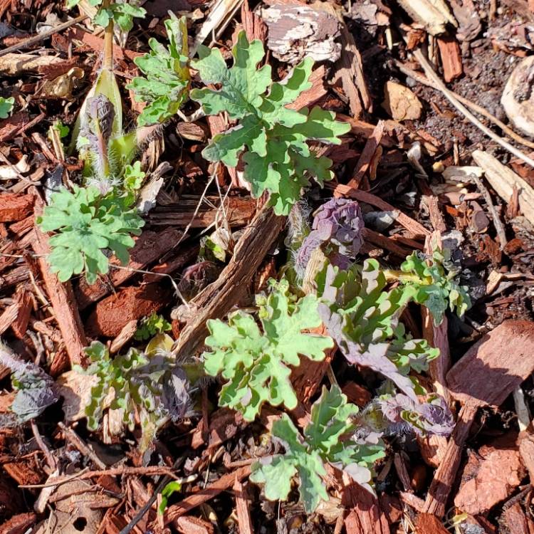 plant image 1653689 plant image 1653689