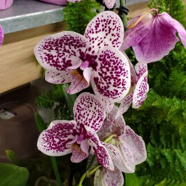 Phalaenopsis