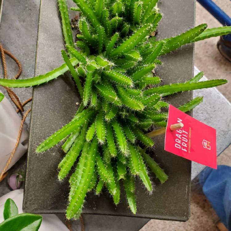 Plant image Hylocereus undatus