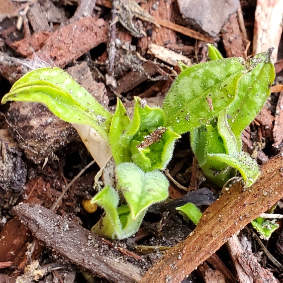 plant image 1654440 plant image 1654440