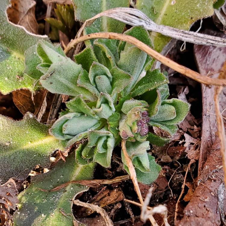 plant image 1654442 plant image 1654442