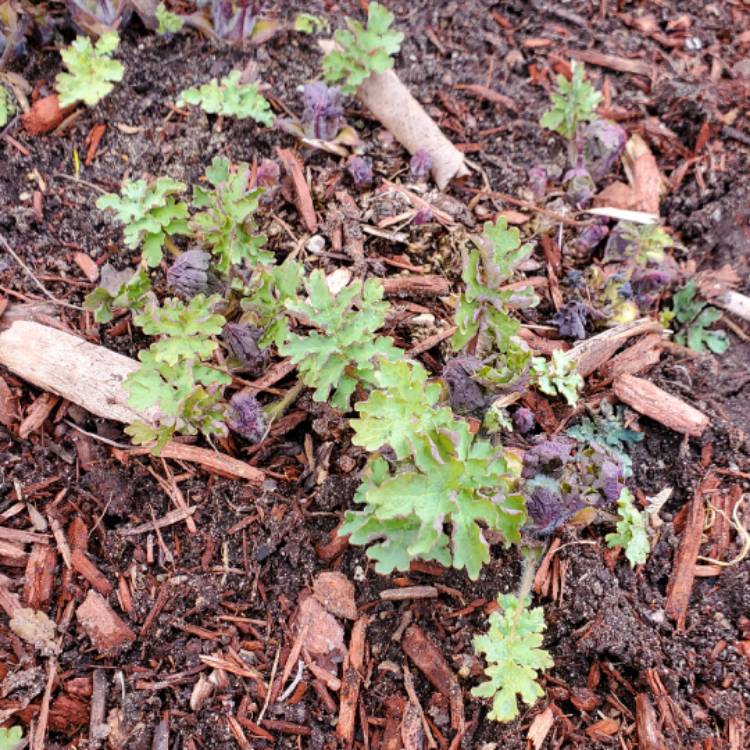 plant image 1654445 plant image 1654445