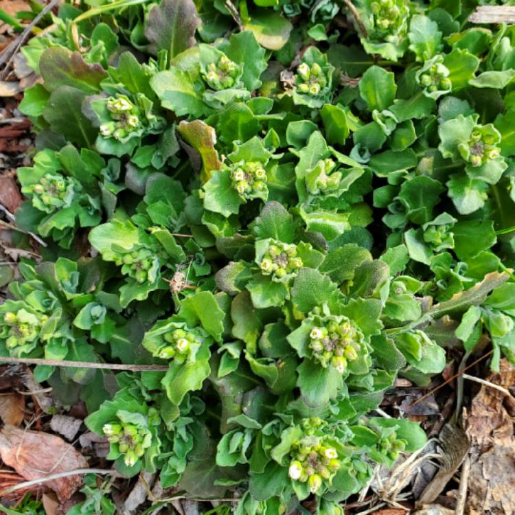 plant image 1655942 plant image 1655942