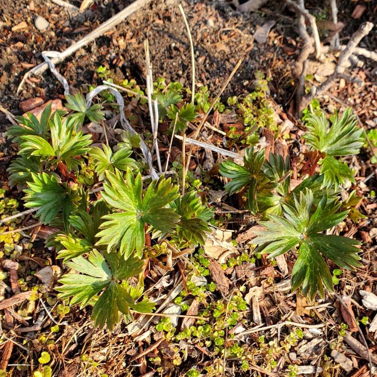 plant image 1656205 plant image 1656205