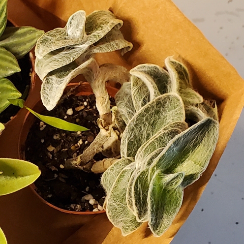 plant image 1656275 plant image 1656275