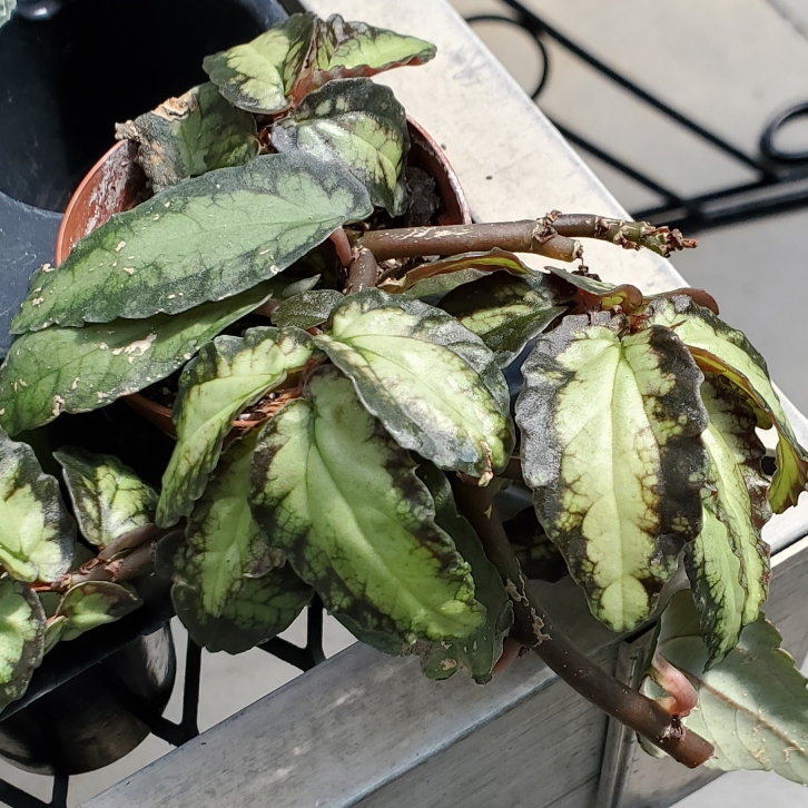 Plant image Pellionia Repens