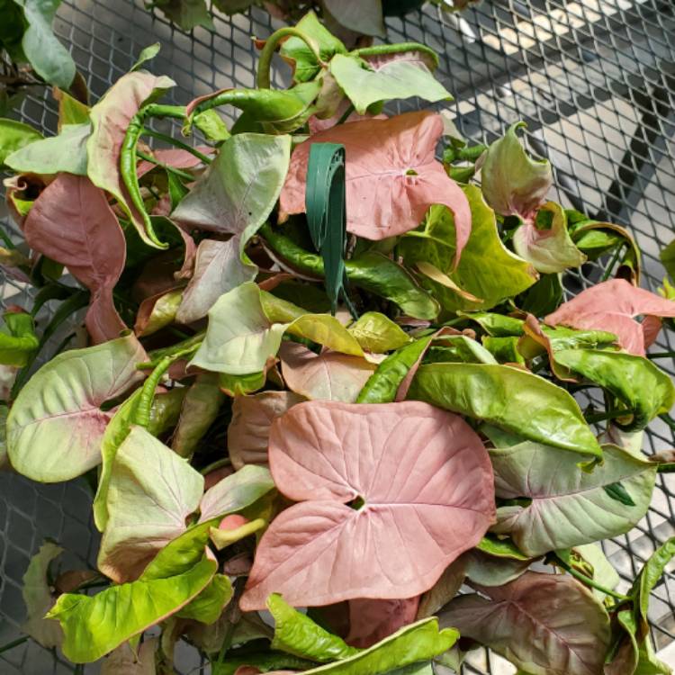 Plant image Syngonium 'Neon'