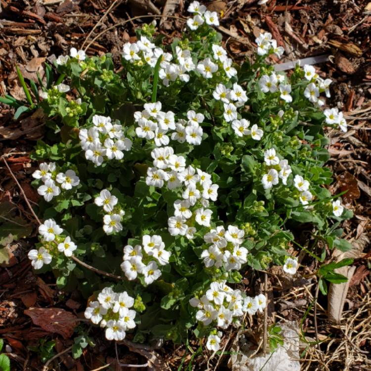 plant image 1656957 plant image 1656957