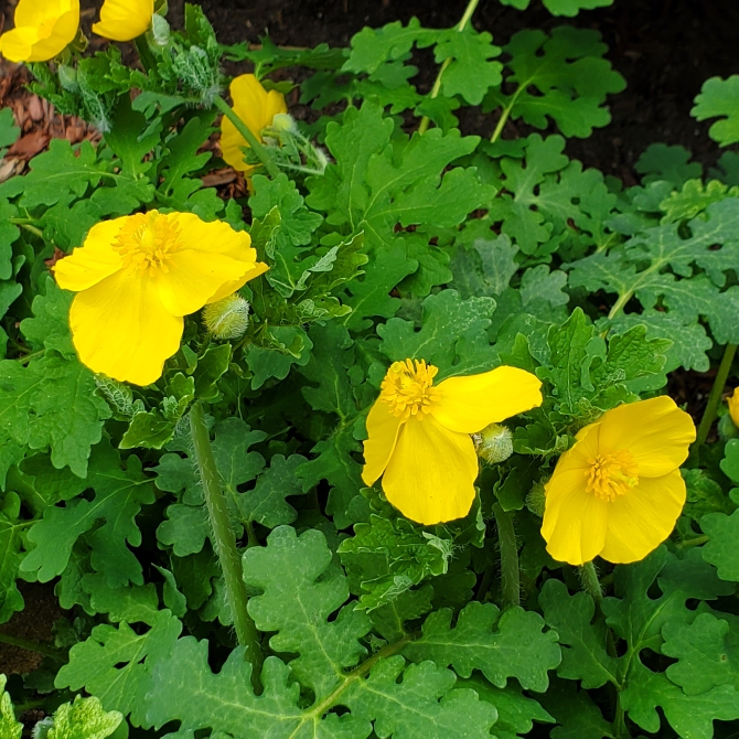 plant image 1657373 plant image 1657373