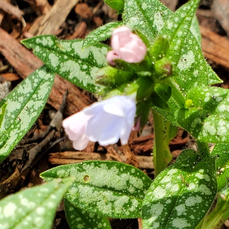 plant image 1657378 plant image 1657378