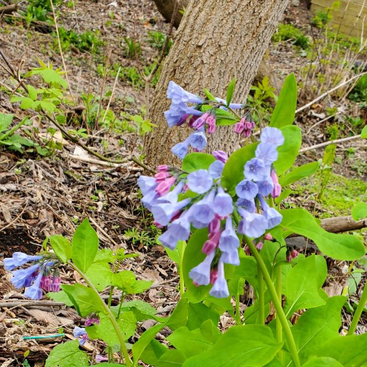 plant image 1659103 plant image 1659103