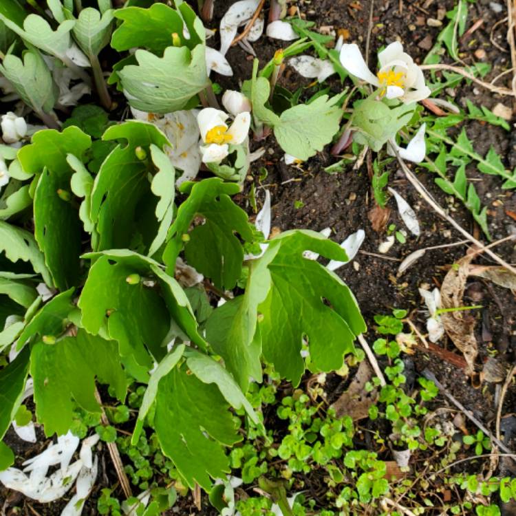 plant image 1659107 plant image 1659107