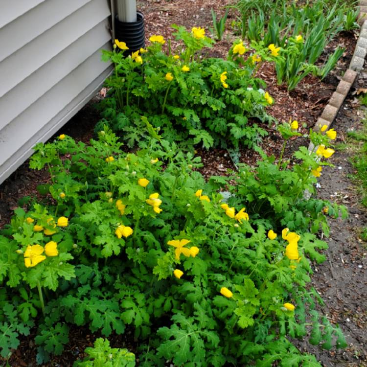 plant image 1659173 plant image 1659173