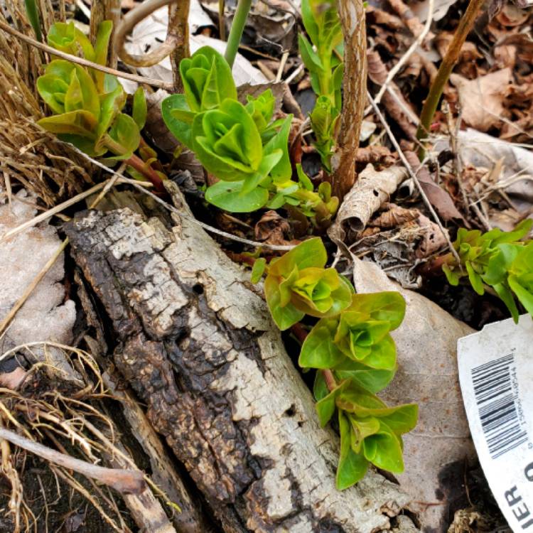plant image 1659409 plant image 1659409