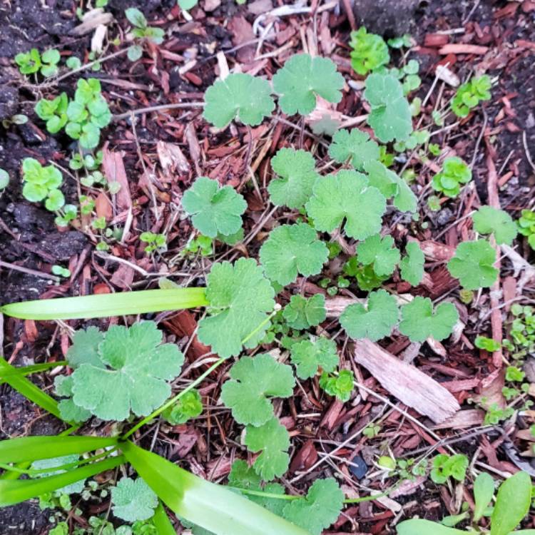 plant image 1659890
