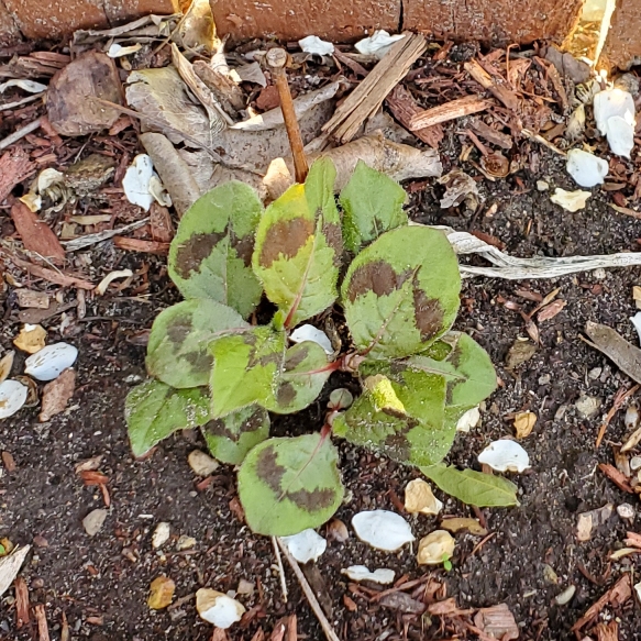 plant image 1662258 plant image 1662258