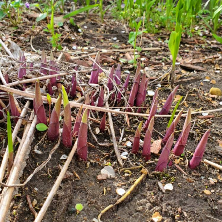 plant image 1662374 plant image 1662374
