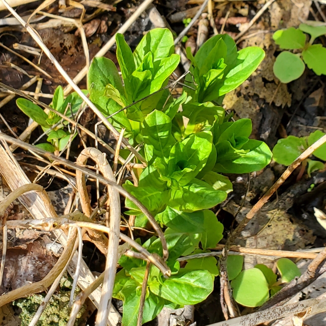 plant image 1662383 plant image 1662383