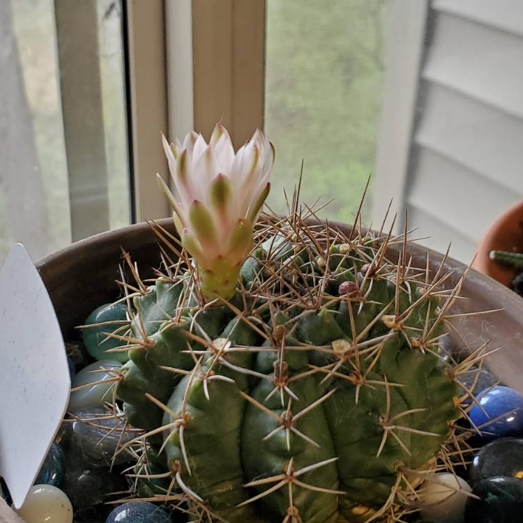 plant image 1662604