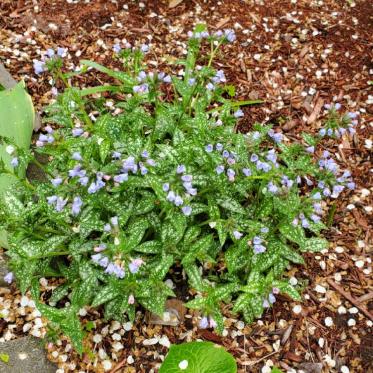 plant image 1662741 plant image 1662741