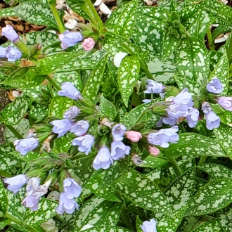 plant image 1662890 plant image 1662890