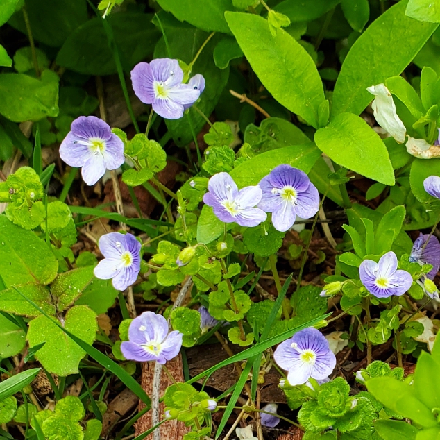 plant image 1662893