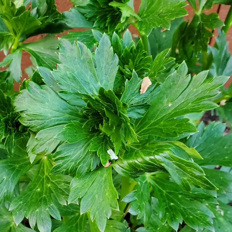 plant image 1663186 plant image 1663186