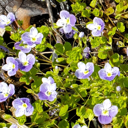 plant image 1663607