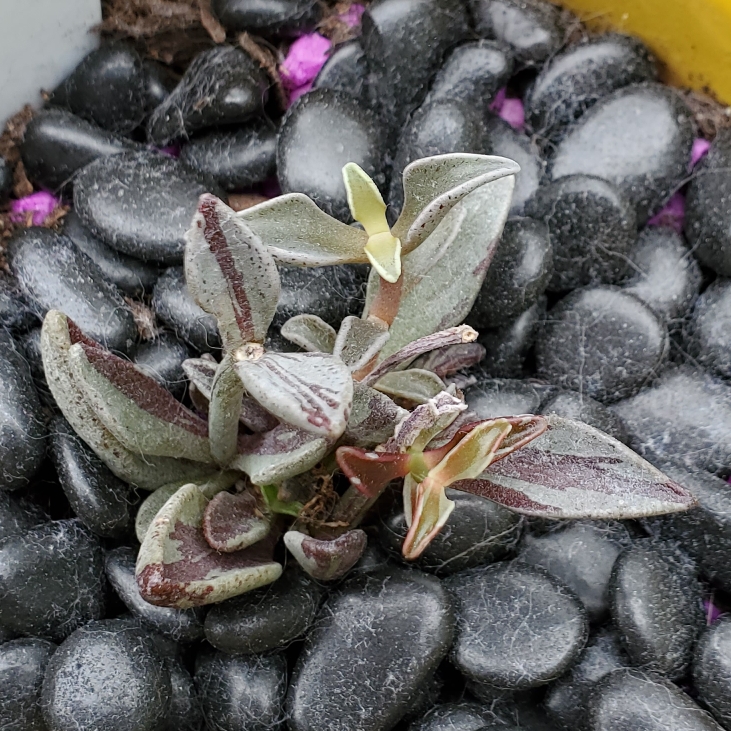 plant image 1664044 plant image 1664044