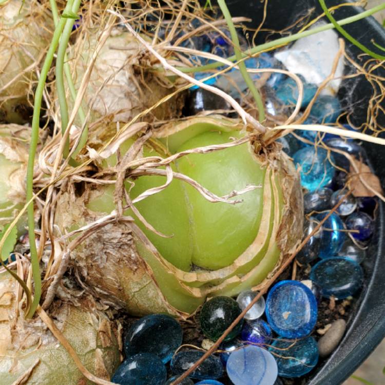 plant image 1664047 plant image 1664047
