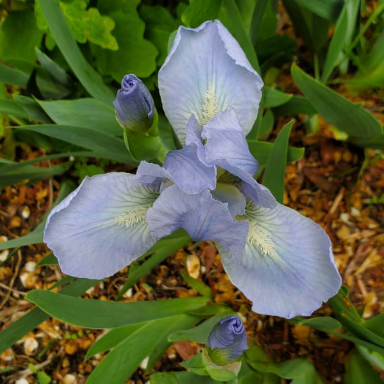 plant image 1664058 plant image 1664058