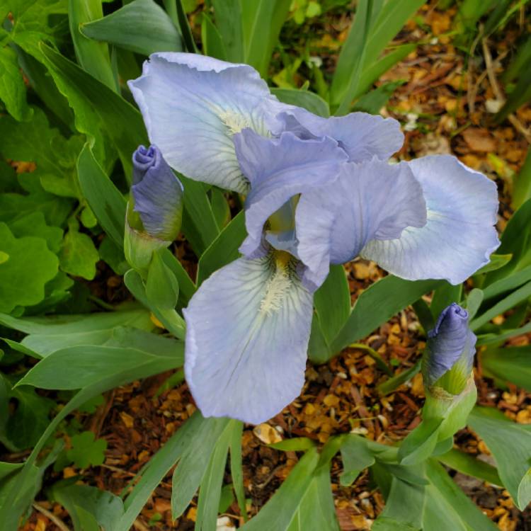 plant image 1664125 plant image 1664125