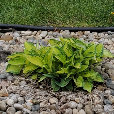 plant image 1664187