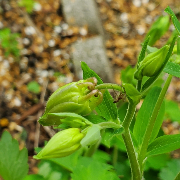 plant image 1665095 plant image 1665095