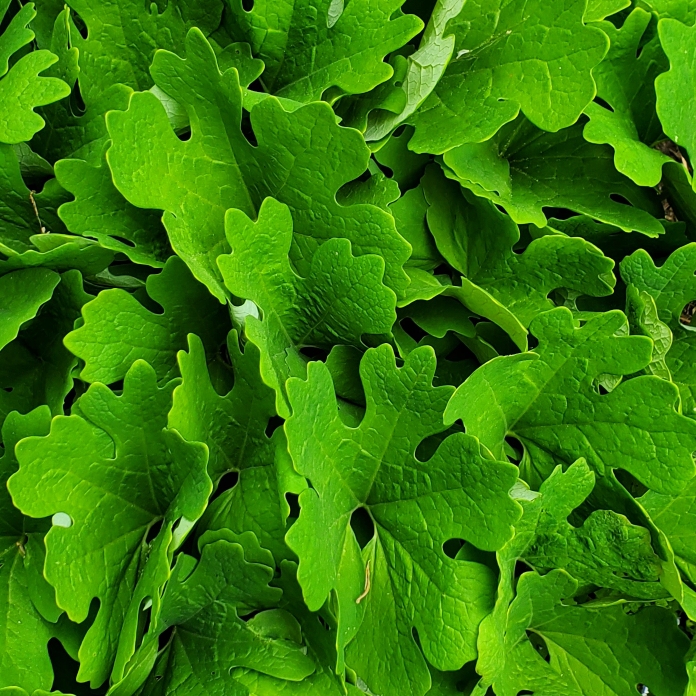 plant image 1665504 plant image 1665504