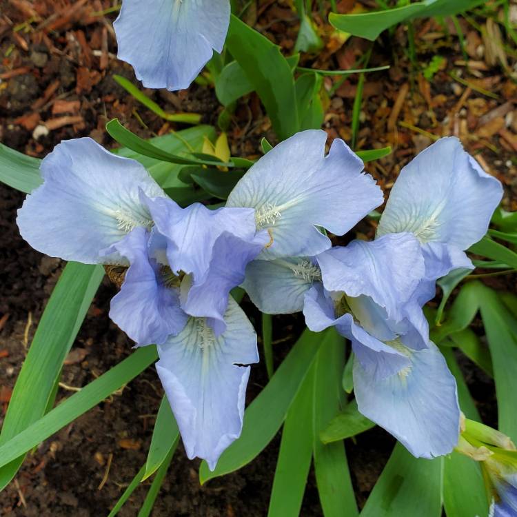 plant image 1665831 plant image 1665831