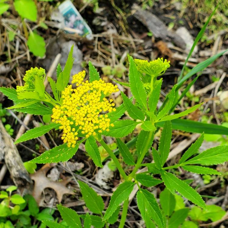 plant image 1667806 plant image 1667806